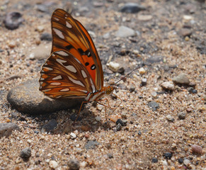 mariposa naranja en tierra