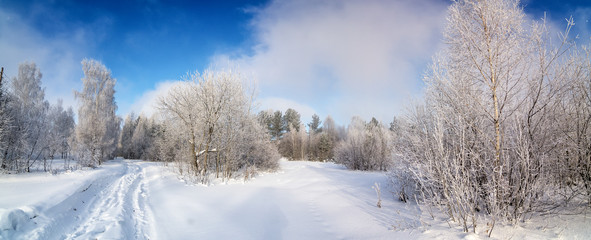 Obraz na płótnie Canvas панорама заснеженного леса с грунтовой дорогой, Россия, декабрь