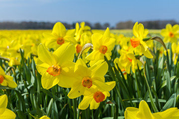 yellow dutch daffodil flowers close up low angle of view with blue sky background