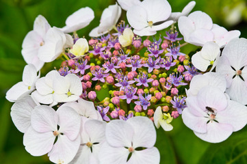 Fototapeta premium Hortensie