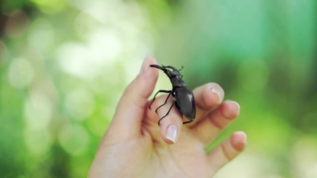 Stag beetle in hand. Lucanus cervus. Fighting beetles