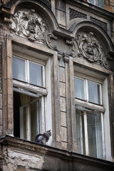 Fototapeta na wymiar gray cat sitting on window of old house