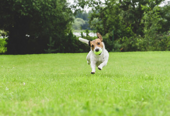 Funny dog running at green grass lawn holding tennis ball in mouth