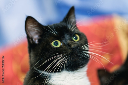 Black Cat With White Mustache And Green Eyes Posing Portrait