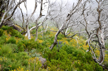 Dead trees between Pico Areeiro and Pico Ruivo, Madeira