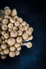 Shimeji Marron | Bruine Beukenzwammen