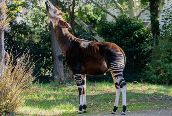 Okapi
