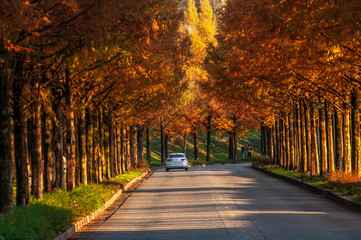 紅葉したメタセコイア並木