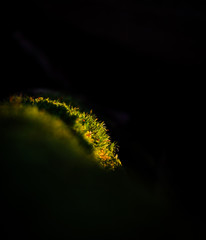 Close-up of green moss with blurred background