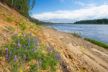 Fototapeta na wymiar Summer landscape on the river