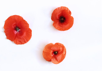 Red poppy flowers isolated on white background. Nature background with copy space.Empty space for your text.
