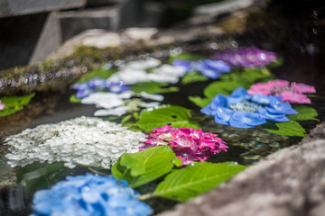 手水舎の水紫陽花