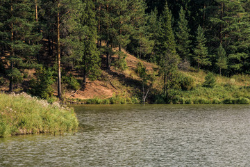 Wild lake near the forest with pines