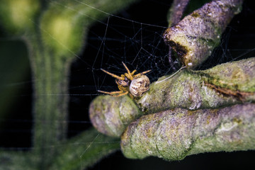Spider with web on a green leaves