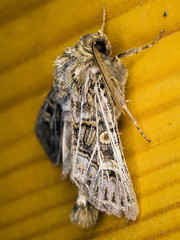 Moth on a wooden fence
