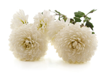 Bouquet of white chrysanthemums.