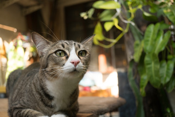 The cat in the garden is looking up.