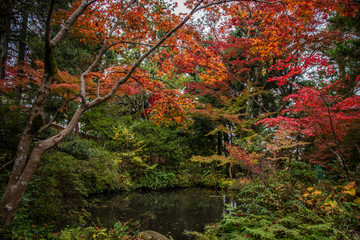 紅葉した日本庭園