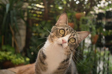 The cat in the garden is looking up.