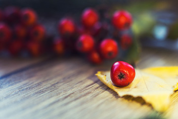 rowan berries with autumn leaves close up on wooden background