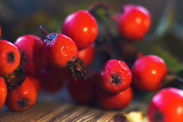 rowan berries with autumn leaves close up on wooden background