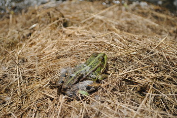 Frog beauty)