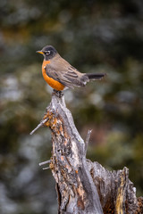 an american robin on top of Sulphur Mountain, Banff National Park