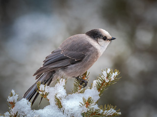 A grey jay, the national bird of Canda, on top of Sulphur Mountain, Banff