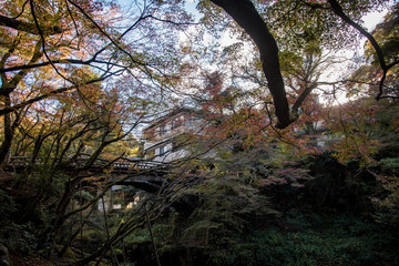 紅葉の山中温泉・こおろぎ橋