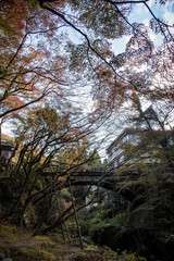 紅葉の山中温泉・こおろぎ橋