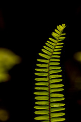 Fern in garden 