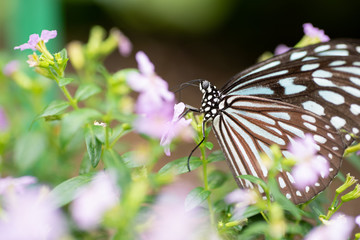 花の蜜を吸う蝶