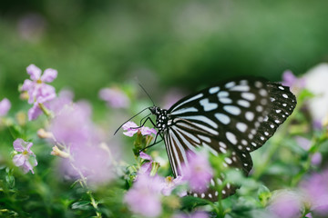 Fototapeta na wymiar 花の蜜を吸う蝶