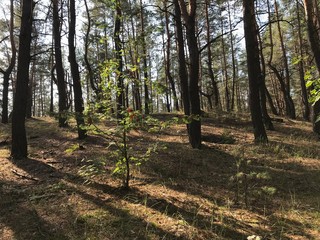 big forest tree