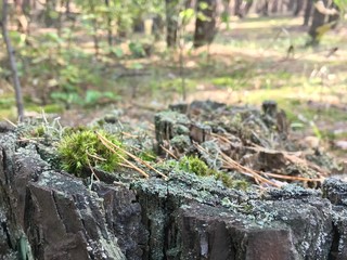 moss on tree
