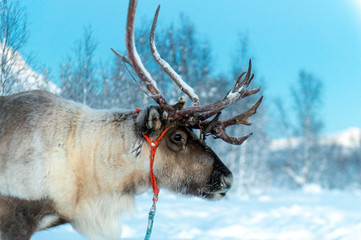reindeer in its natural environment in scandinavia .Tromso Lapland