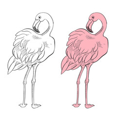Single standing flamingo, vector