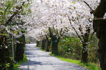 Fototapeta premium 日本の春。桜満開の南桜通り。長瀞 埼玉 日本。４月初旬。