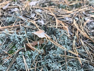 ants on the grass