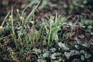 first flowers. spring. march, april, may. 