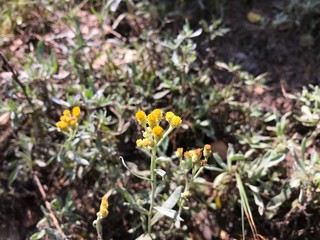 flowers in a forest 