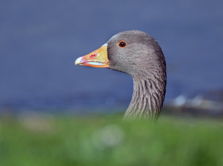 Head portrait of Greylag goose.