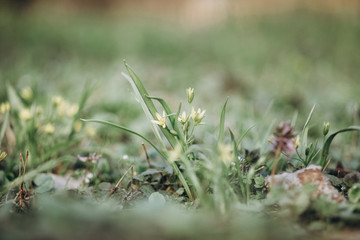 first flowers. spring. march, april, may. 