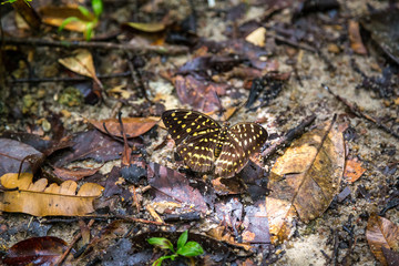 Butterfly in a tropical forest