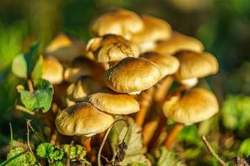 Mushrooms