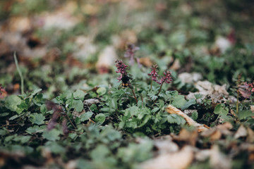 first flowers. spring. march, april, may. 