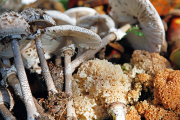 Several different wild mushrooms arranged edible mushrooms