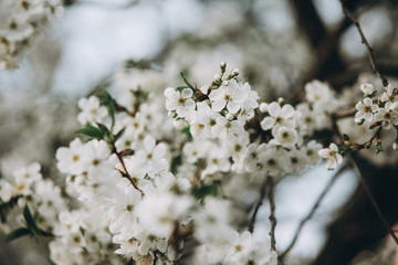 Tender apricot blossom buds and flowers in the spring. The coming of spring, the awakening of nature, the first flowers, buds and leaves