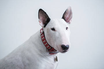 Cute white standard english bull terrier