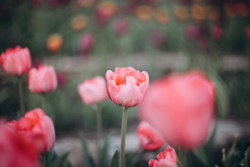 Group of colorful tulip. Soft selective focus, tulip close up, toning. Bright colorful tulip photo background